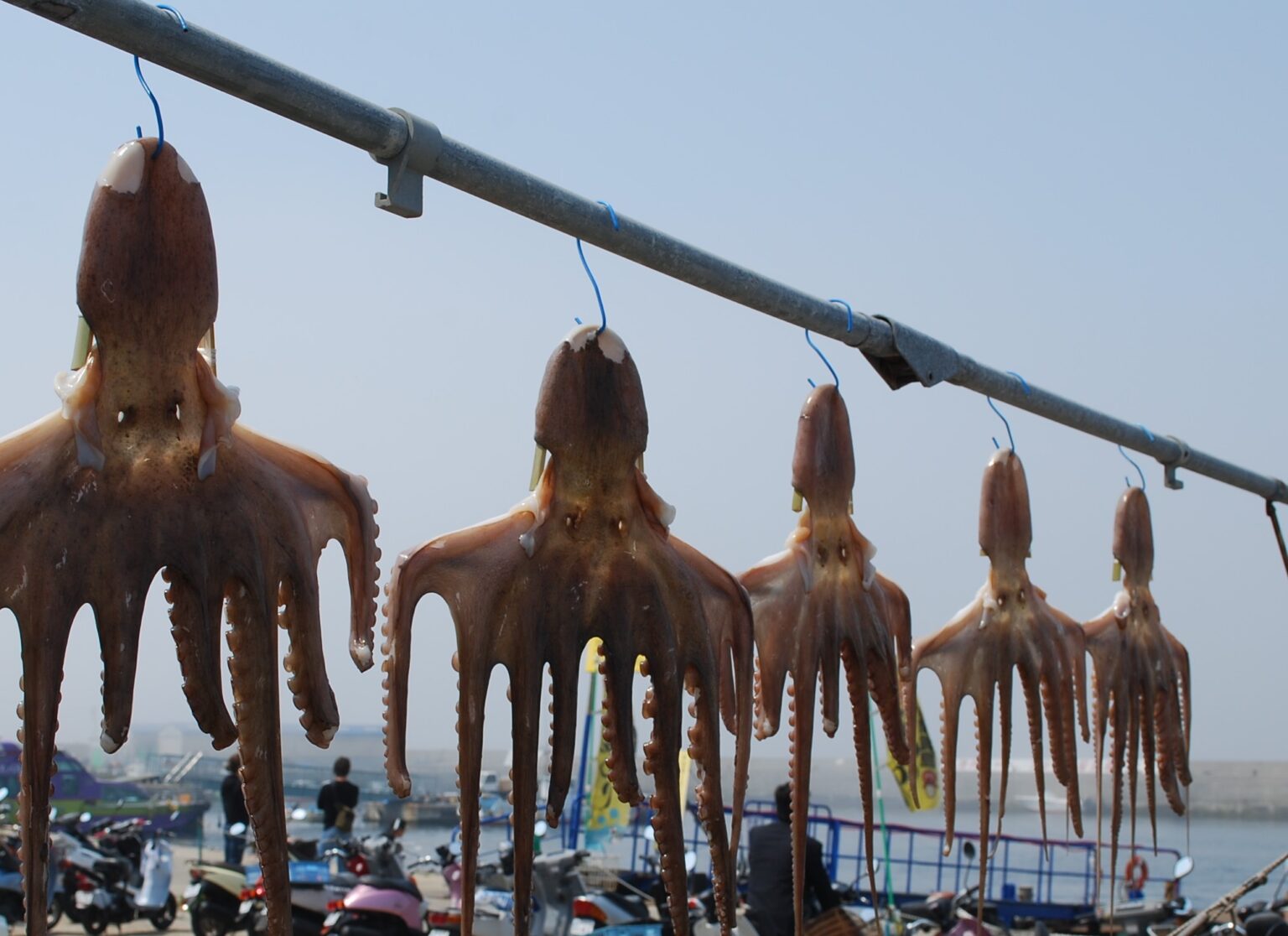 タコの島・日間賀の名物、タコの干物づくりを体験するオンラインツアー！ | ほむすび