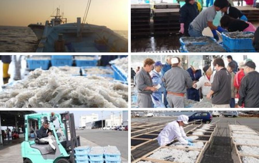 日本有数のシラス漁獲量を誇る篠島より 獲れたてシラスを味わい尽くすオンラインツアー ほむすび