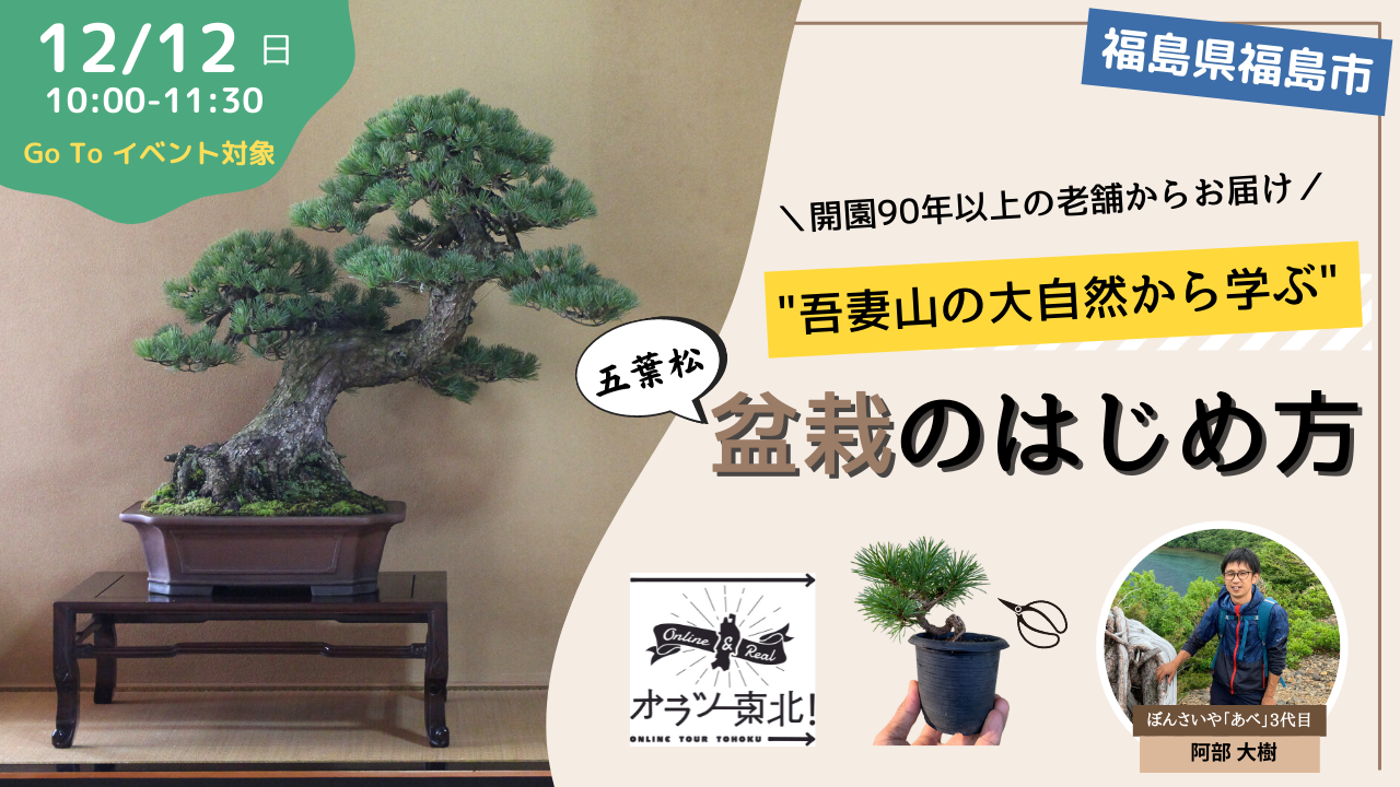 開園90年以上の老舗からお届け 吾妻山の大自然から学ぶ 五葉松盆栽のはじめ方 ほむすび